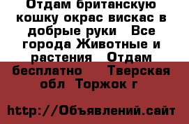 Отдам британскую кошку окрас вискас в добрые руки - Все города Животные и растения » Отдам бесплатно   . Тверская обл.,Торжок г.